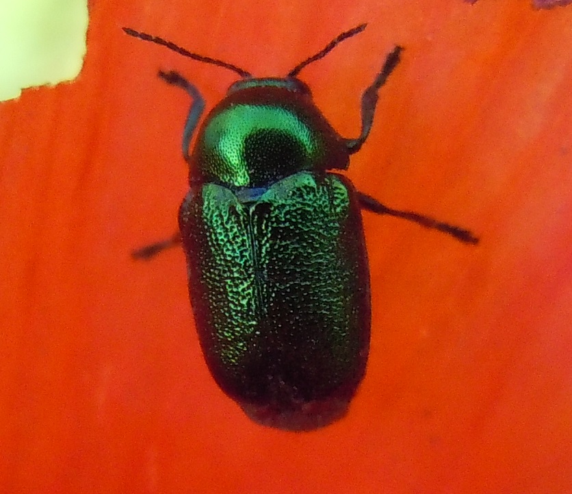 Cryptocephalus samniticus, Chrysomelidae